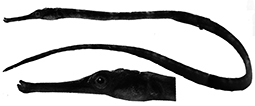 Syngnathus phlegon_claves.jpg